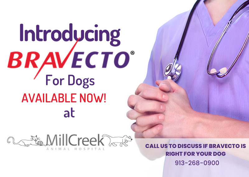 Carousel Slide 2: Now recommending Bravecto for Flea & Tick Prevention!