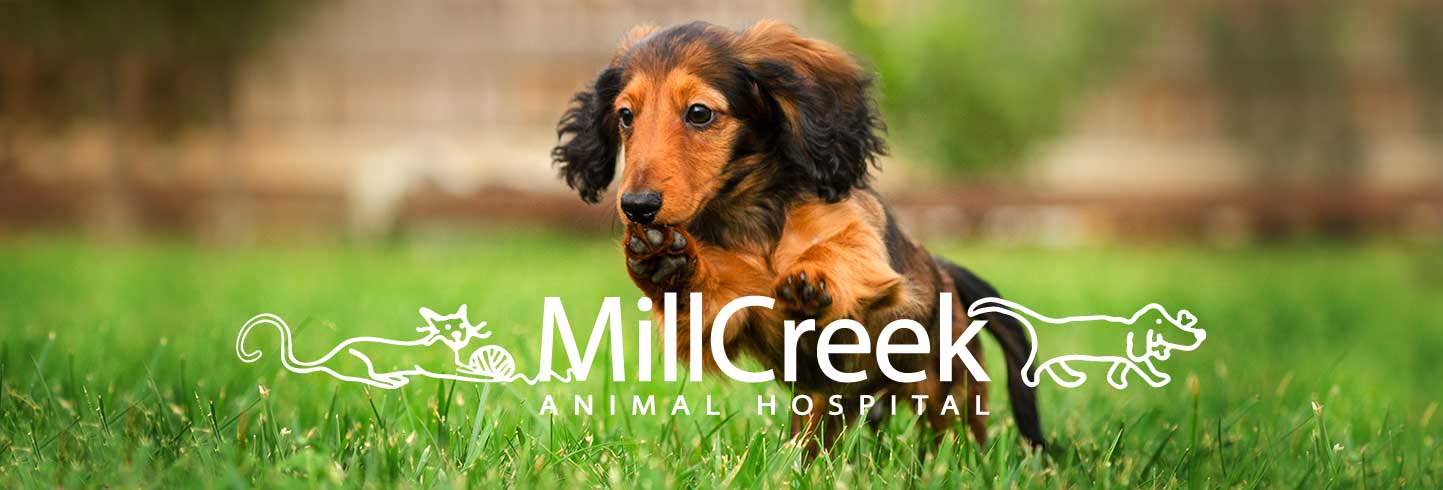 Mill Creek Animal Hospital